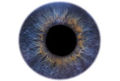 Human iris.jpg